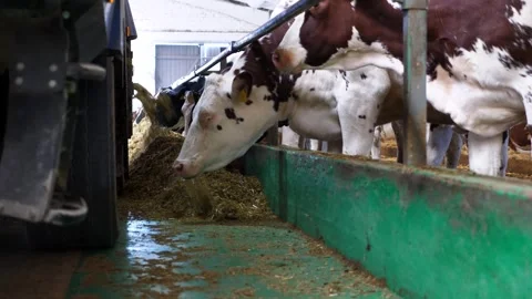 Tractor spreading silage to feeding herd of cows at milk factory. Animals eating Stock Footage 301882215