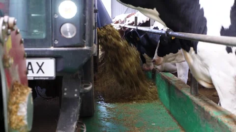 Tractor spreading silage to feeding herd of cows at milk factory. Mammal animals Stock Footage 314039908