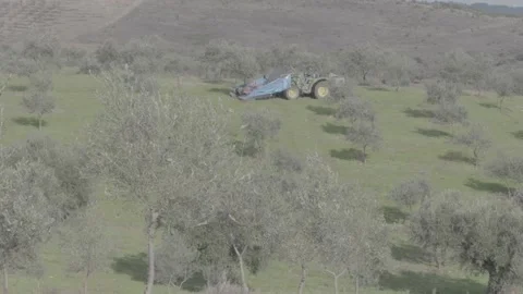 Tractor storing the tree olives Stockbeeldmateriaal 154662604