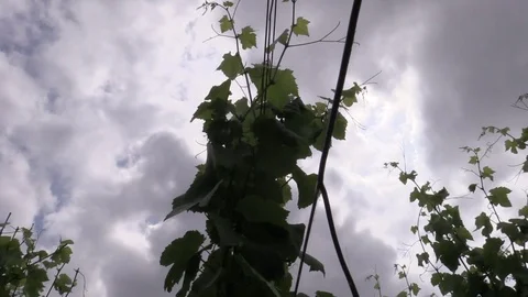 Tractor straddling the vines Stock Footage 83445264