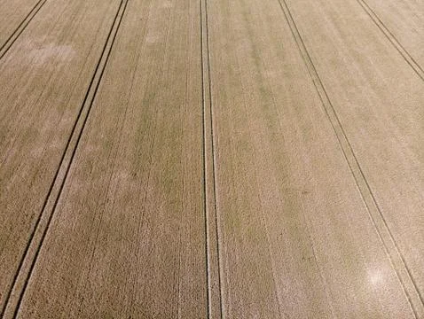 Tractor strips in a cornfield Stock Photos