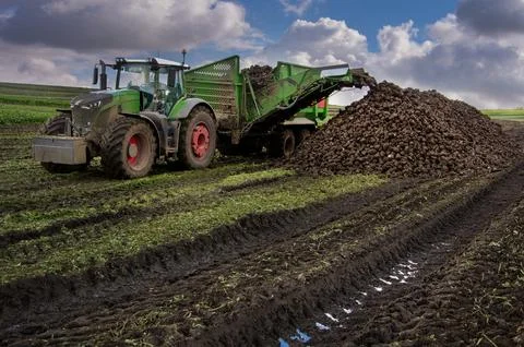 A tractor with a sugar beet loader trailer at harvesting time work Stock Photos