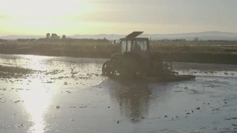 Tractor with the sun against it in a flooded rice field preparing the soil Video stock 220646065