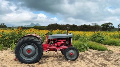 Tractor in a Sunflower Field Timelapse 動画素材 201770917