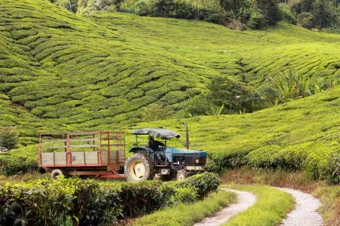Tractor on tea plantation Stock Photos