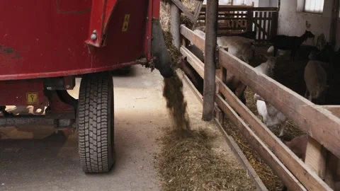 The tractor throws fodder for the goats Goat farm Видео 249836421