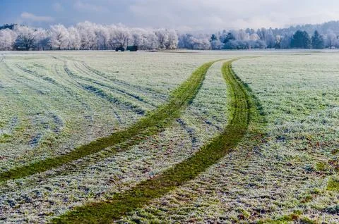 Tractor tire tracks on frost covered green grass on a frosty faull morning in Stock Photos