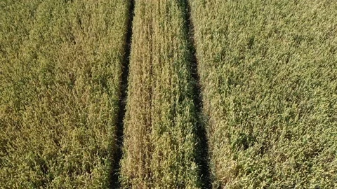 Tractor Traces In The Field Stock Footage 202223402