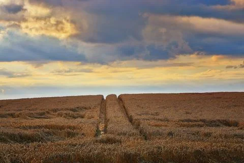 Tractor track through cornfield at sunset. In the background sky you can see  Foto stock