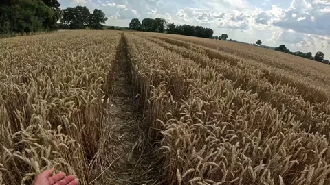 Tractor Track Through Ripe Wheat Field Under Summer Sky in Germany Stock Footage 340889877