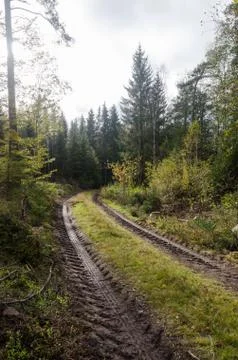 Tractor tracks in a backlit forest Stock Photos