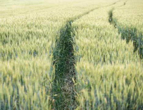Tractor tracks in the field Stock Photos