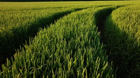 Tractor tracks in a winter wheat field on sunset light 스톡 동영상 320817621