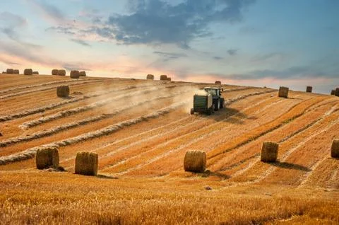 A tractor with trailed bale machine collect straw and make round large bales, Stock Photos
