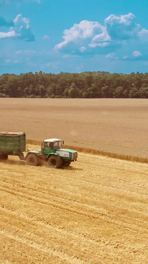 Tractor with trailer driving on yellow field. Stock Footage 300014734