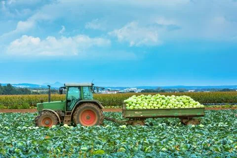 Tractor with trailer full of cabbage Stock Photos