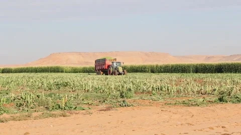 Tractor with trailer harvesting corn in a field with a hill in the background 스톡 동영상 318831225