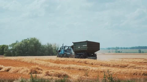 Tractor with a trailer moves through a field with yellow wheat. Stock Footage 198014390
