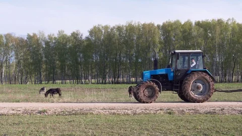 Tractor with trailer passing through the ranch with animals and goes away Stock Footage 109425198
