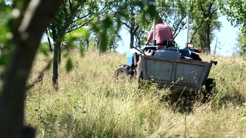 Tractor with trailer in a plum orchard Stock Footage 190009947