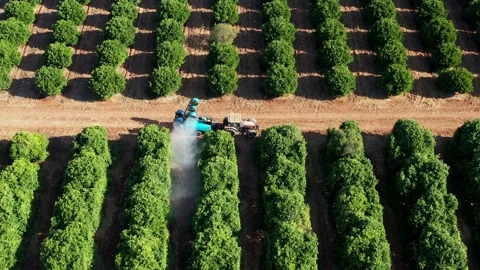 Tractor with trailer sprayer in orange orchard Stock Footage 137067232