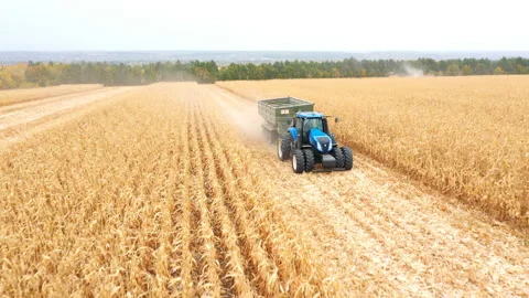 Tractor with trailer transporting corn cargo along field during harvesting Stock Footage 143328271