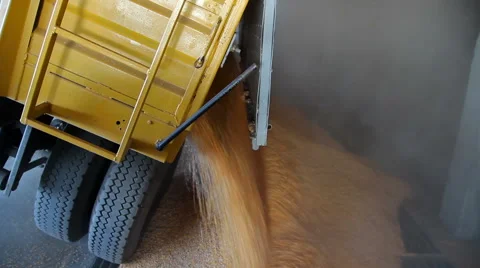 Tractor Trailer Unloading Grain into Elevator Video stock 55817296