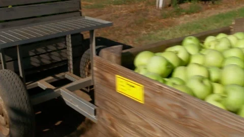 Tractor trailers carry large boxes of green harvested apples Stock Footage 163147474