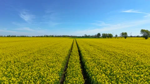 Tractor trails cutting through blooming canola field under clear sky. Parallel Stock-Footage 311573513