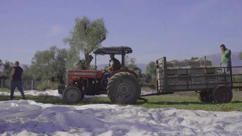 Tractor Transporting Full Olive Crates IZMIR, TURKEY DECEMBER 22, 2022 Stock Footage 327903027