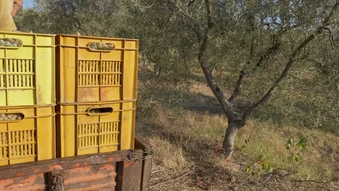 Tractor transporting grapes boxes in vineyard. Harvesting grapes 動画素材 98599911