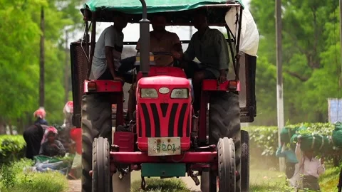 Tractor Transporting Tea Plantation Workers and Harvested Tea Leaves Stock-Footage 341675424