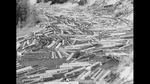Tractor Transporting Tree Logs To River Stock Footage 109226177