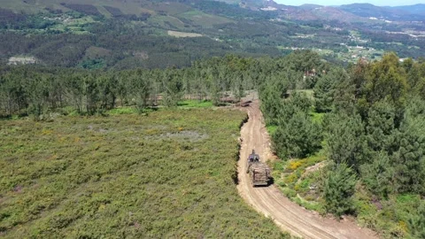 Tractor Transporting Tree Trunks. Stock Footage 162274901