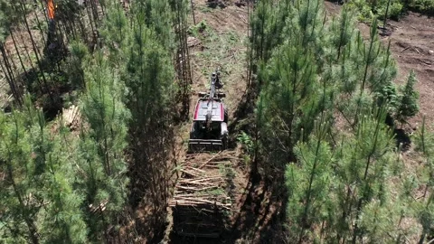 Tractor Transporting Tree Trunks Stock Footage 162278475