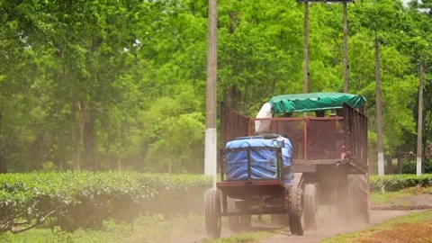 Tractor Transporting Water Tanks Through a Tea Plantation Video stock 341675371