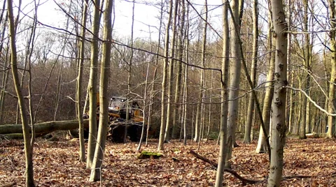 Tractor transports cut trees. Stock Footage 34651642