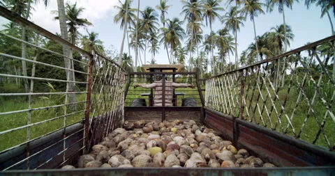 Tractor Tray With Coconuts 4K Stock Footage 152912267
