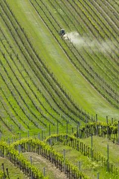 Tractor treating rows of young grapevines on a sloping vineyard Stock Photos