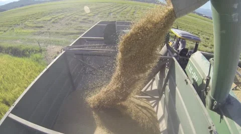 Tractor unload grain rice field background 库存影片 40360789
