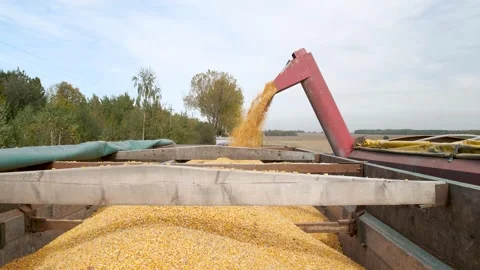 A tractor unloads a corn crop into a grain truck Stock Footage 292500877
