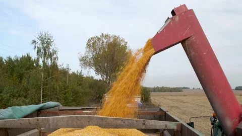 A tractor unloads a corn crop into a grain truck Stock Footage 292501092