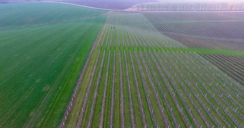 Tractor using a air dust machine sprayer with a chemical insecticide, sulfur, or Stockbeeldmateriaal 88408561