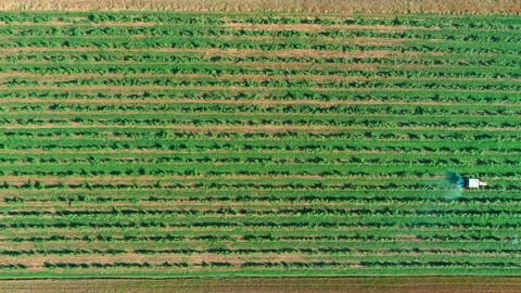 Tractor Vine Field Rows Above View Grape Wine Day Time Summer Aerial Drone 6K Vídeo Stock 135621062
