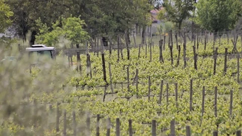 Tractor in the vineyard Stock Footage 74425214