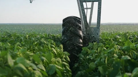 A tractor wheel cuts through the green crops, while the tractor sprays water Stock Footage 318495198