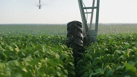 A tractor wheel moves through green crops as a sprinkler waters the green leaves Stock Footage 319330583