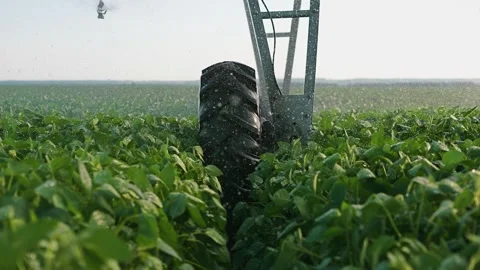 A tractor wheel moves through the green crops as the tractor sprays water on the Video stock 320064394
