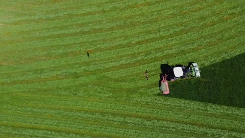 Tractor while harvesting fodder, drone shot. 스톡 동영상 139315278