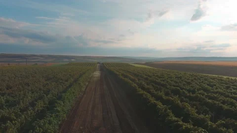 Tractor in Wine Vine Field Rows From Above Drone Aerial Vídeo Stock 141041569